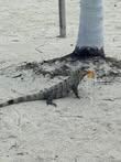 locals