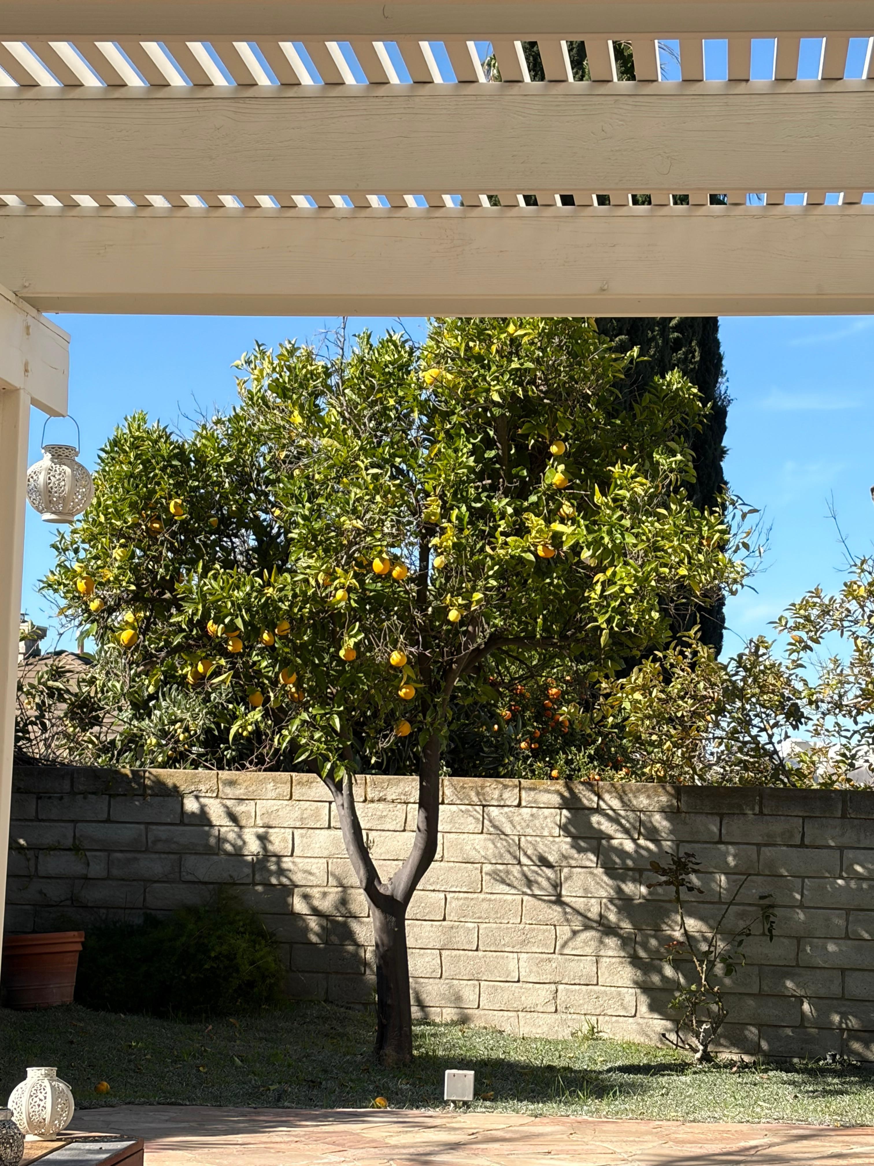 Orange tree in back yard. 