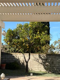 Orange tree in back yard.