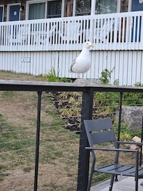 We named this guy 'Hank.' He liked to hang out around the restaurant.