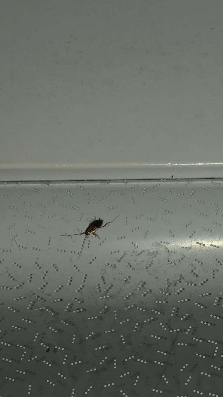 Roach running in fridge