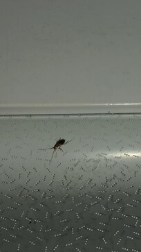 Roach running in fridge