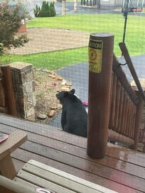 Bear by porch