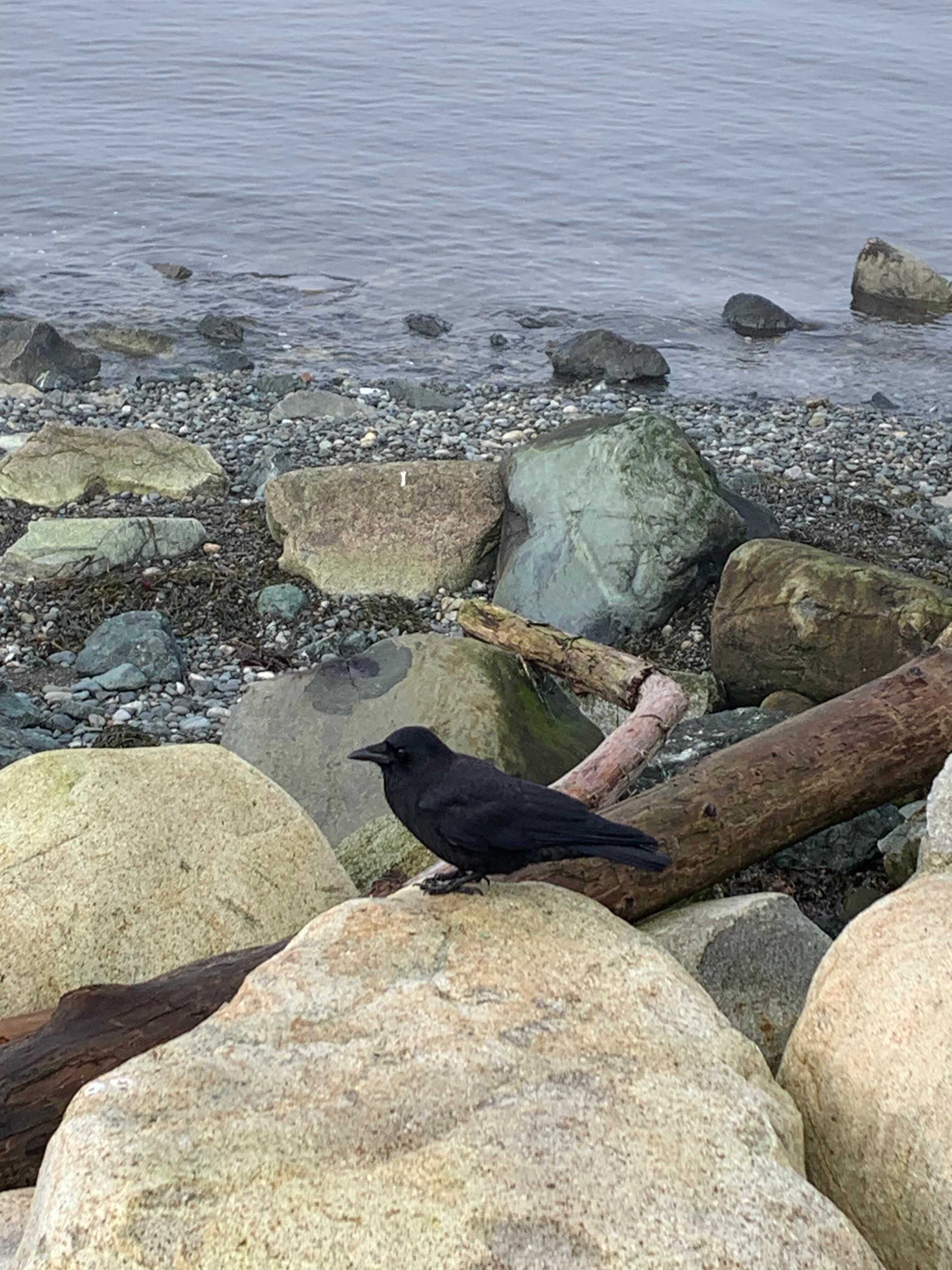 Black bird just sat there wanting his picture taken. Obviously used to people along the shoreline.  