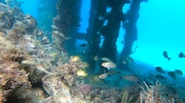 Absolutely stunning walk out snorkeling 🤿