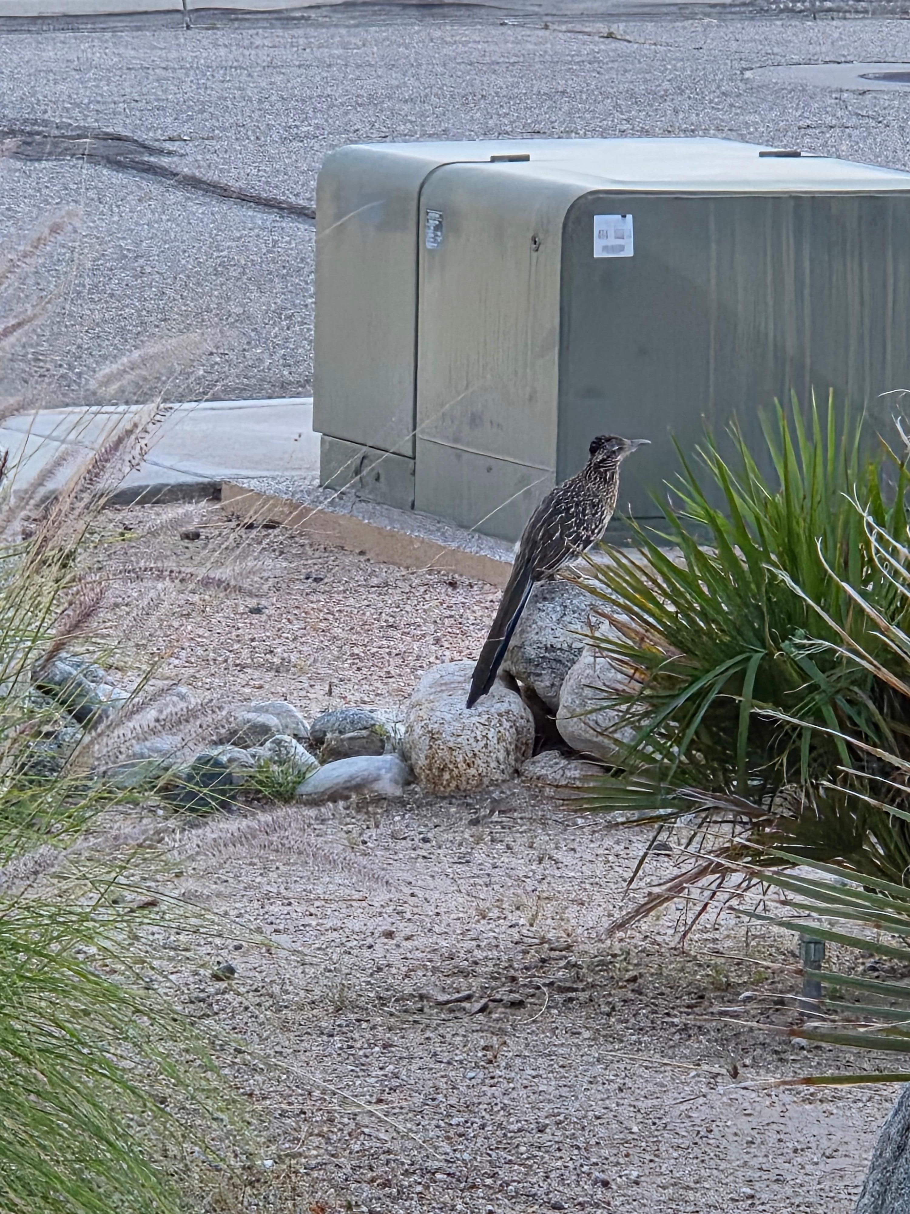 And a roadrunner in the front yard