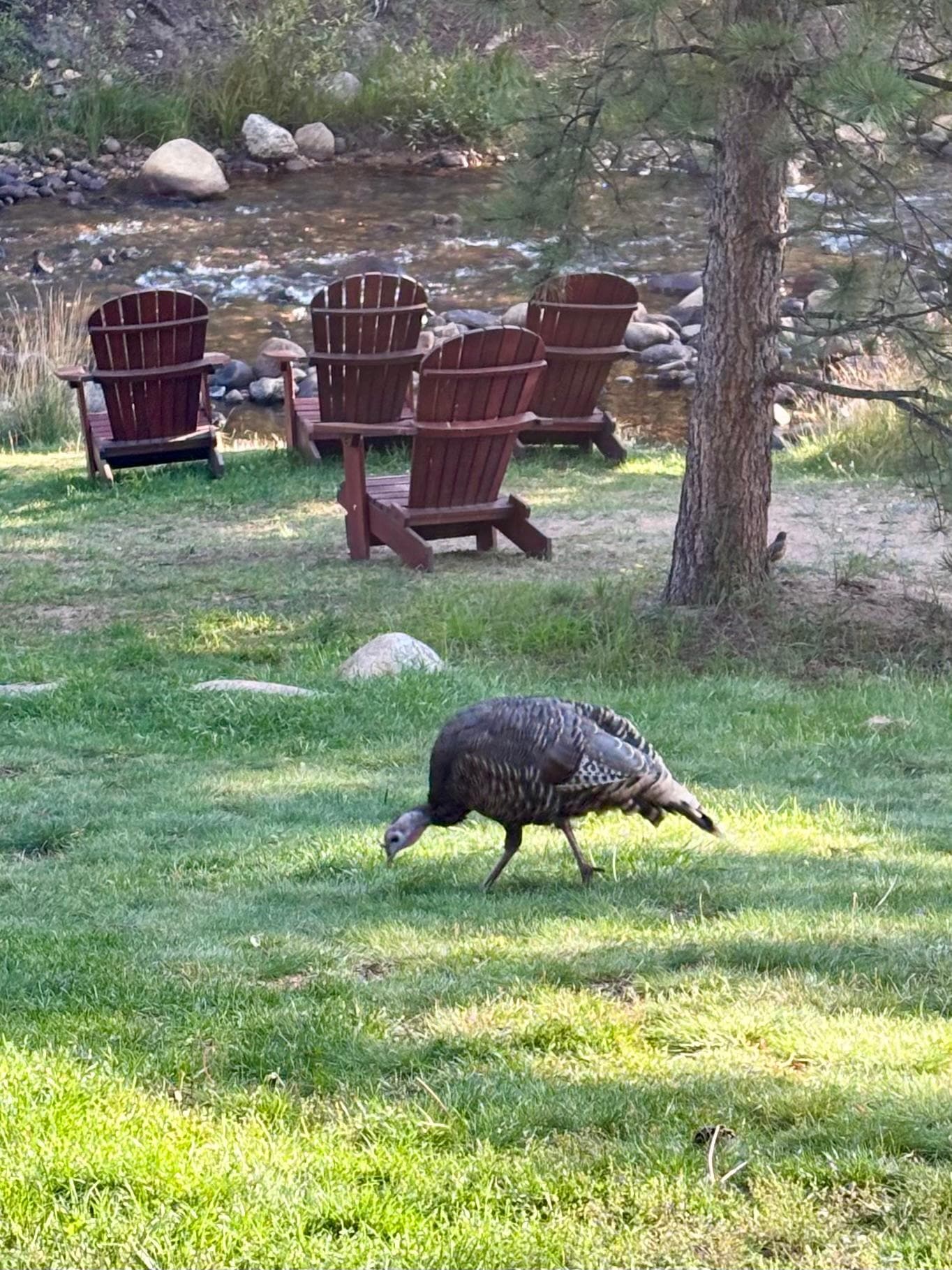 Had coffee with these turkeys