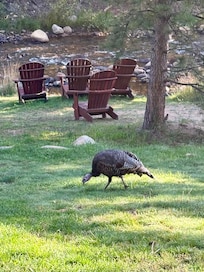 Had coffee with these turkeys