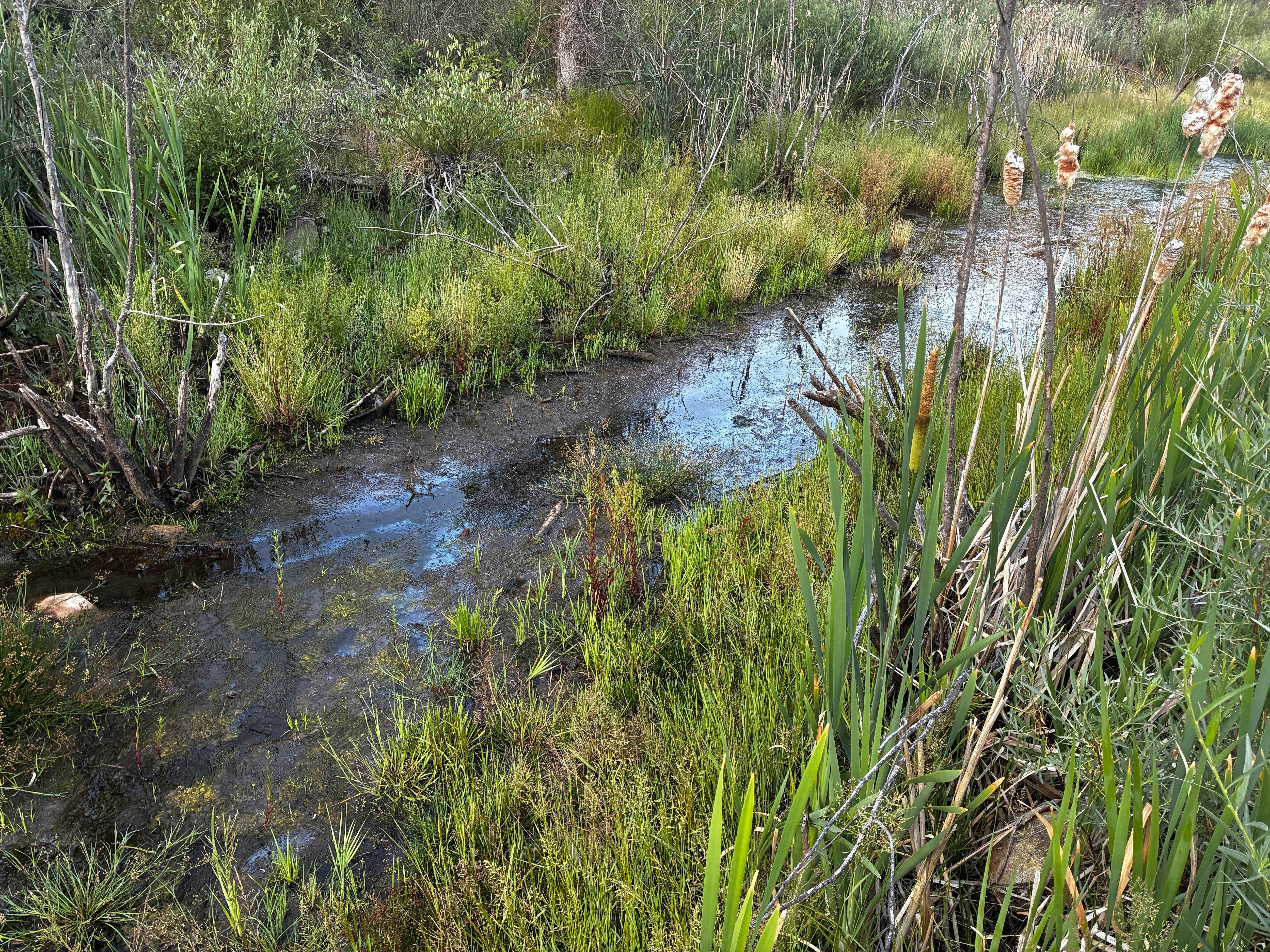 Stagnant and smelly creek next to cabin