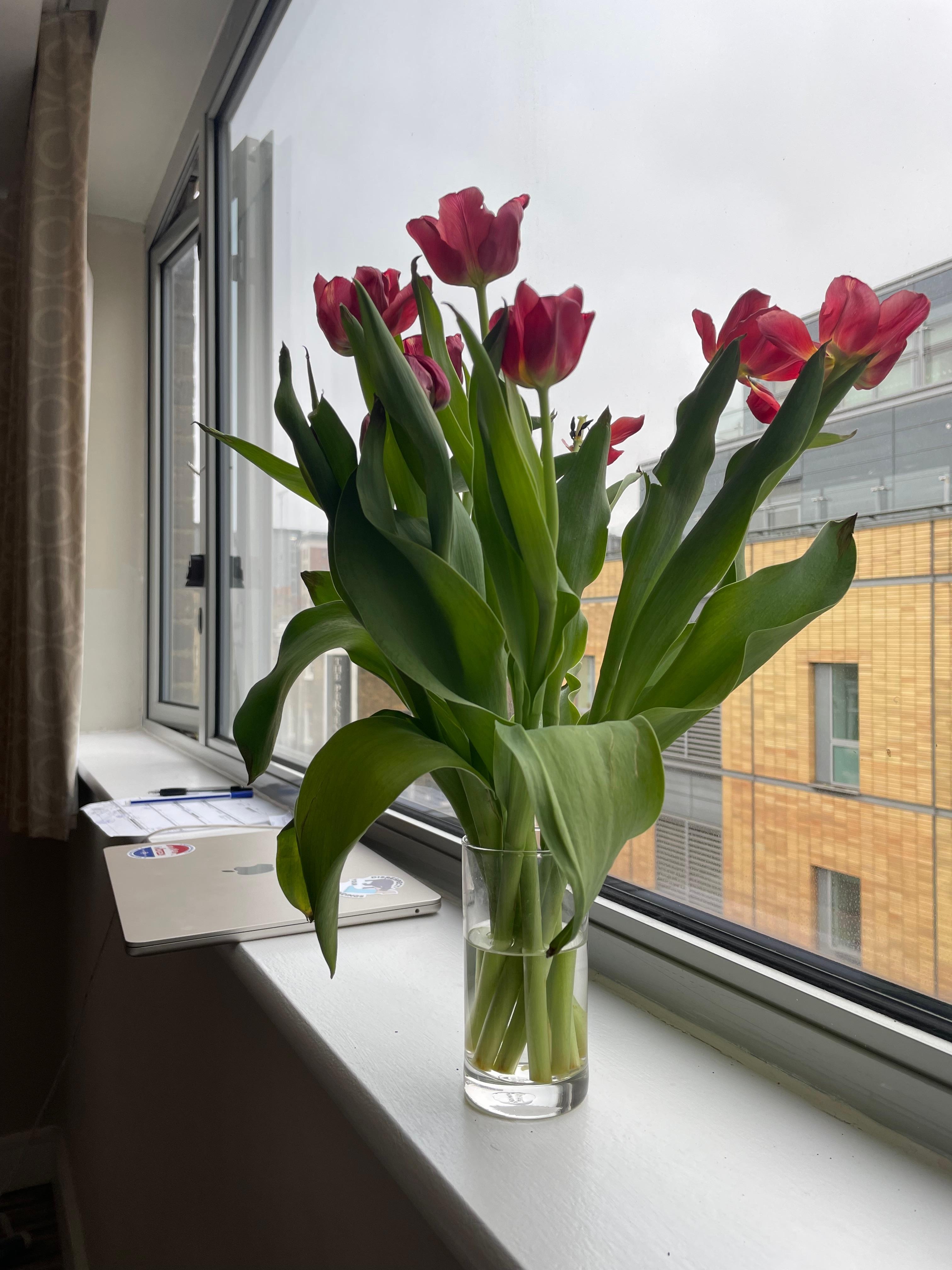 View out the window of apt. 405 onto Lambs Conduit Street