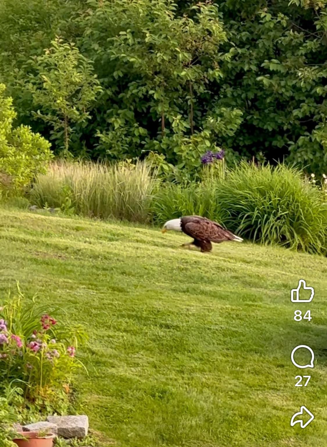 Eagle in the neighbor’s yard, taken from small balcony off the primary bedroom.  There are many eagles and a few ospreys always around.