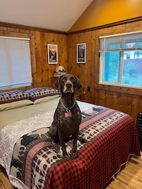 Marley ready for a rest after a 1500 mile drive.