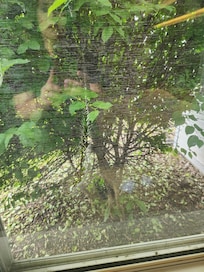 Hole in screen