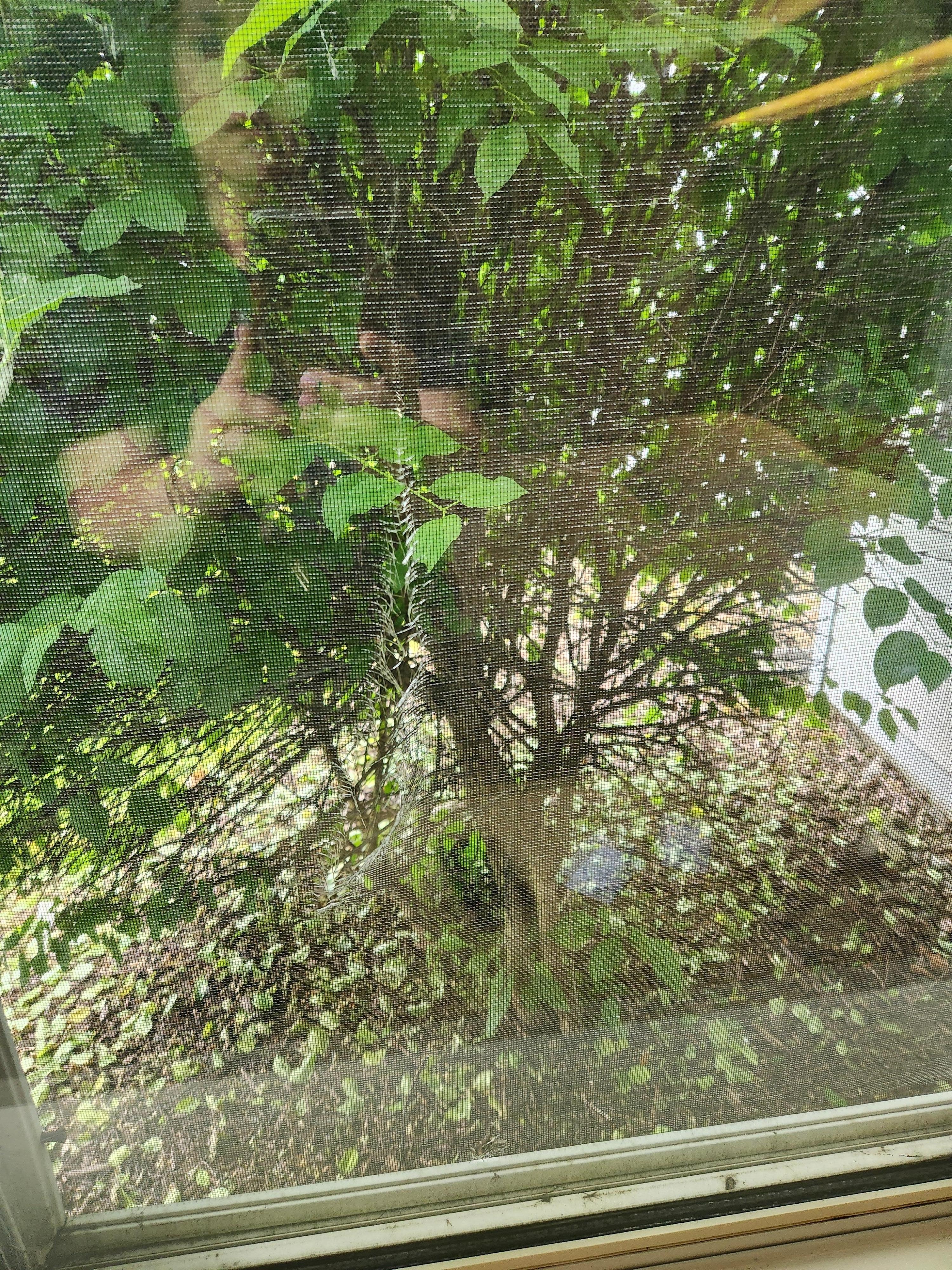 Hole in screen
