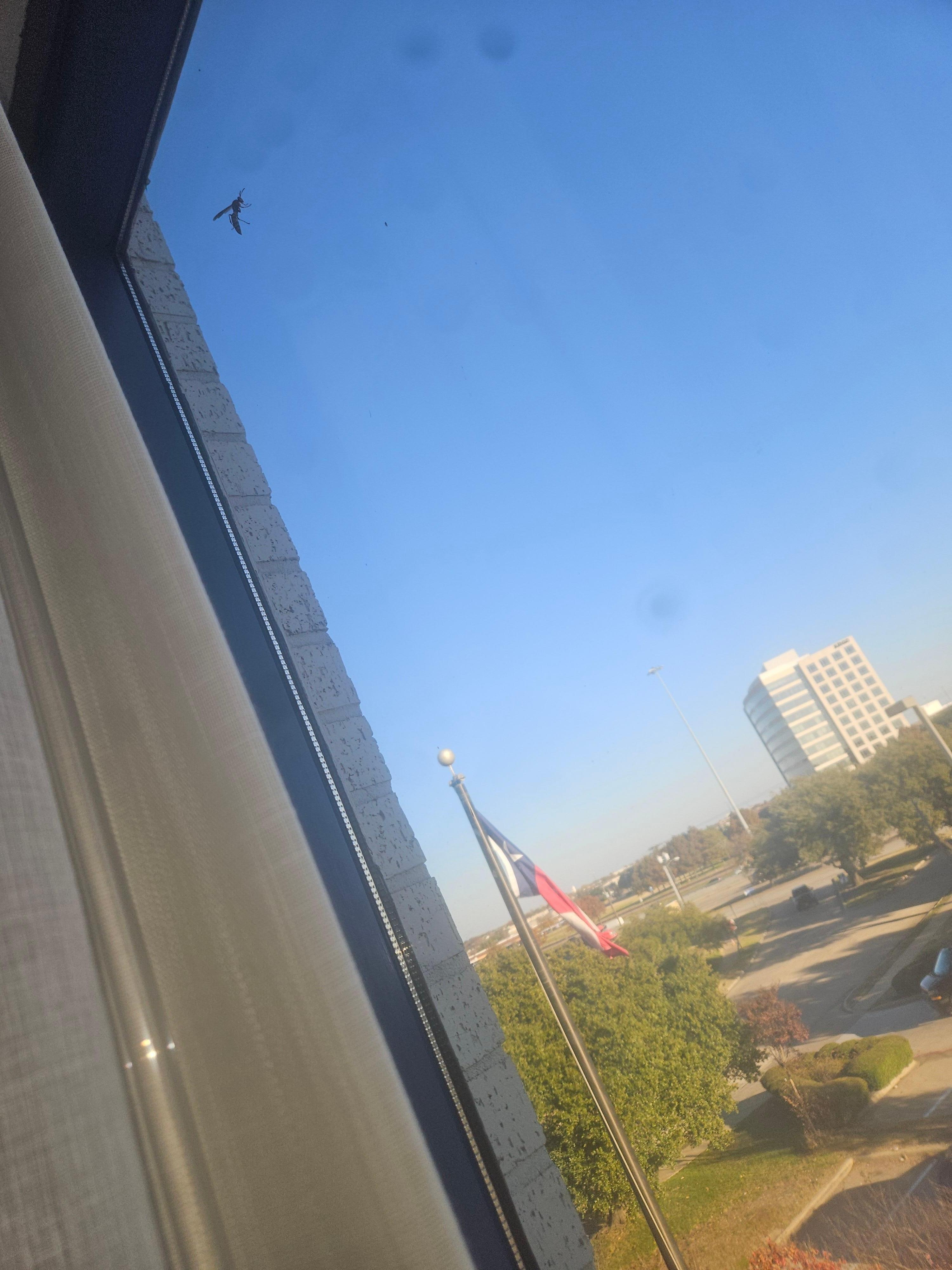 Wasp inside the room 