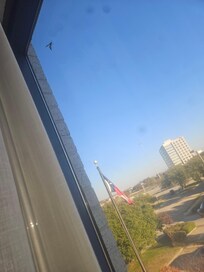 Wasp inside the room