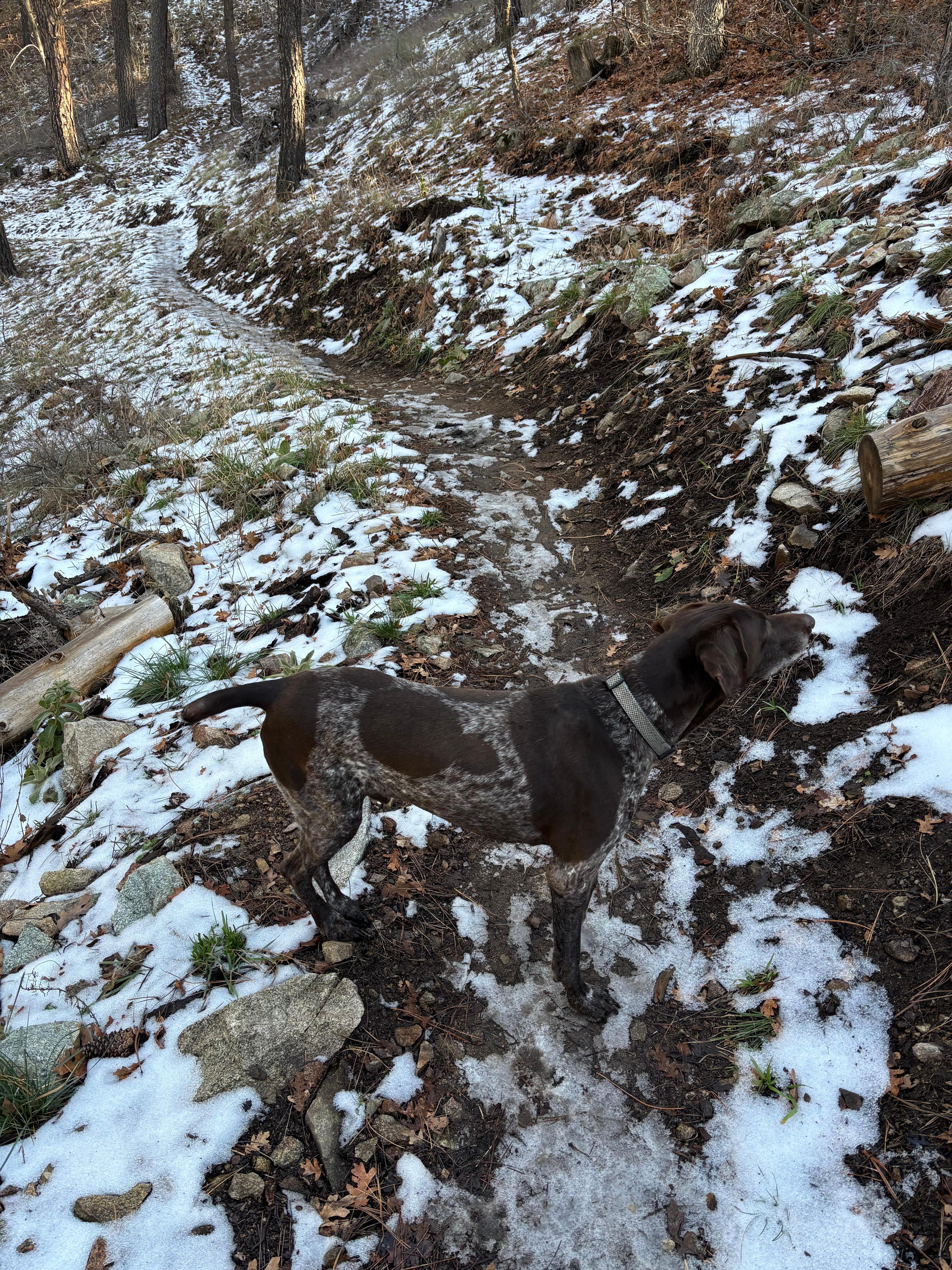 Out for a walk in Prescott Nat Forest with our dog Zeus. 