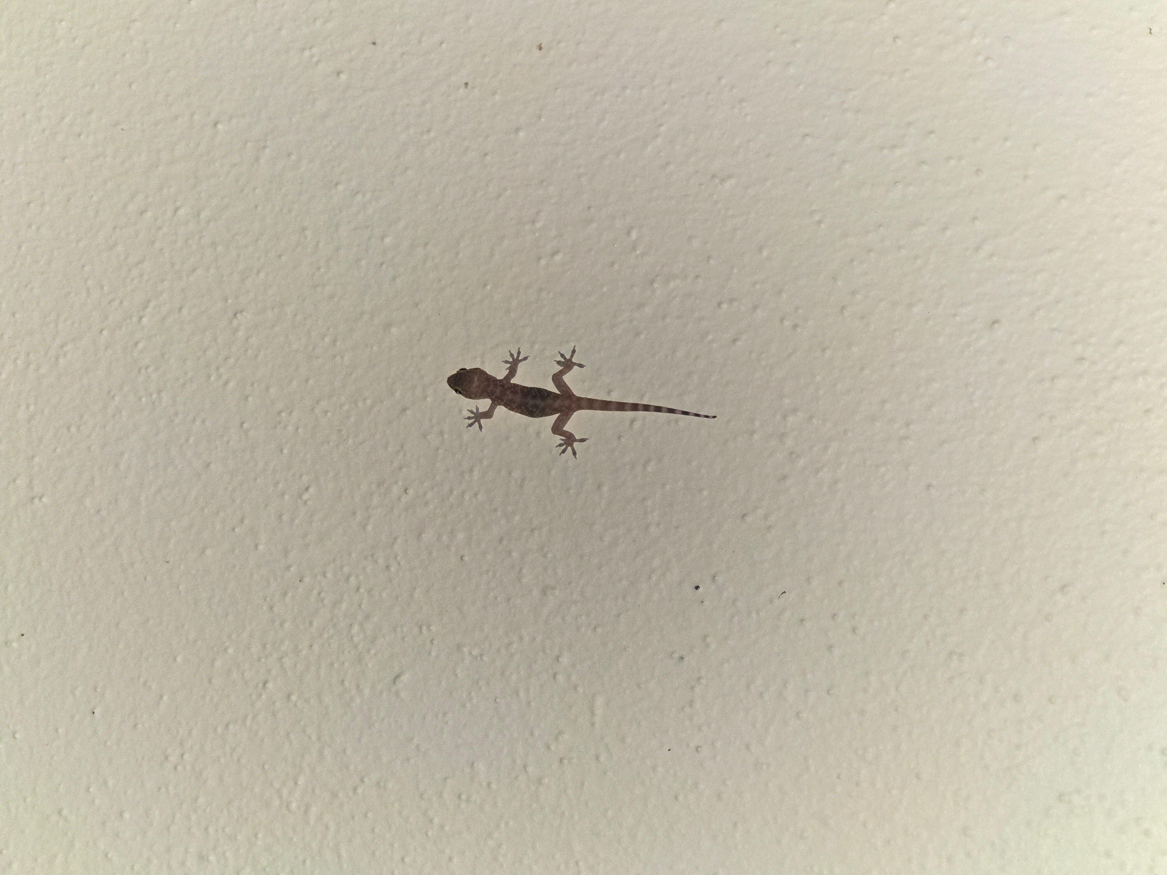 Porch friend - Small lizard