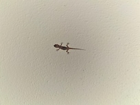 Porch friend - Small lizard