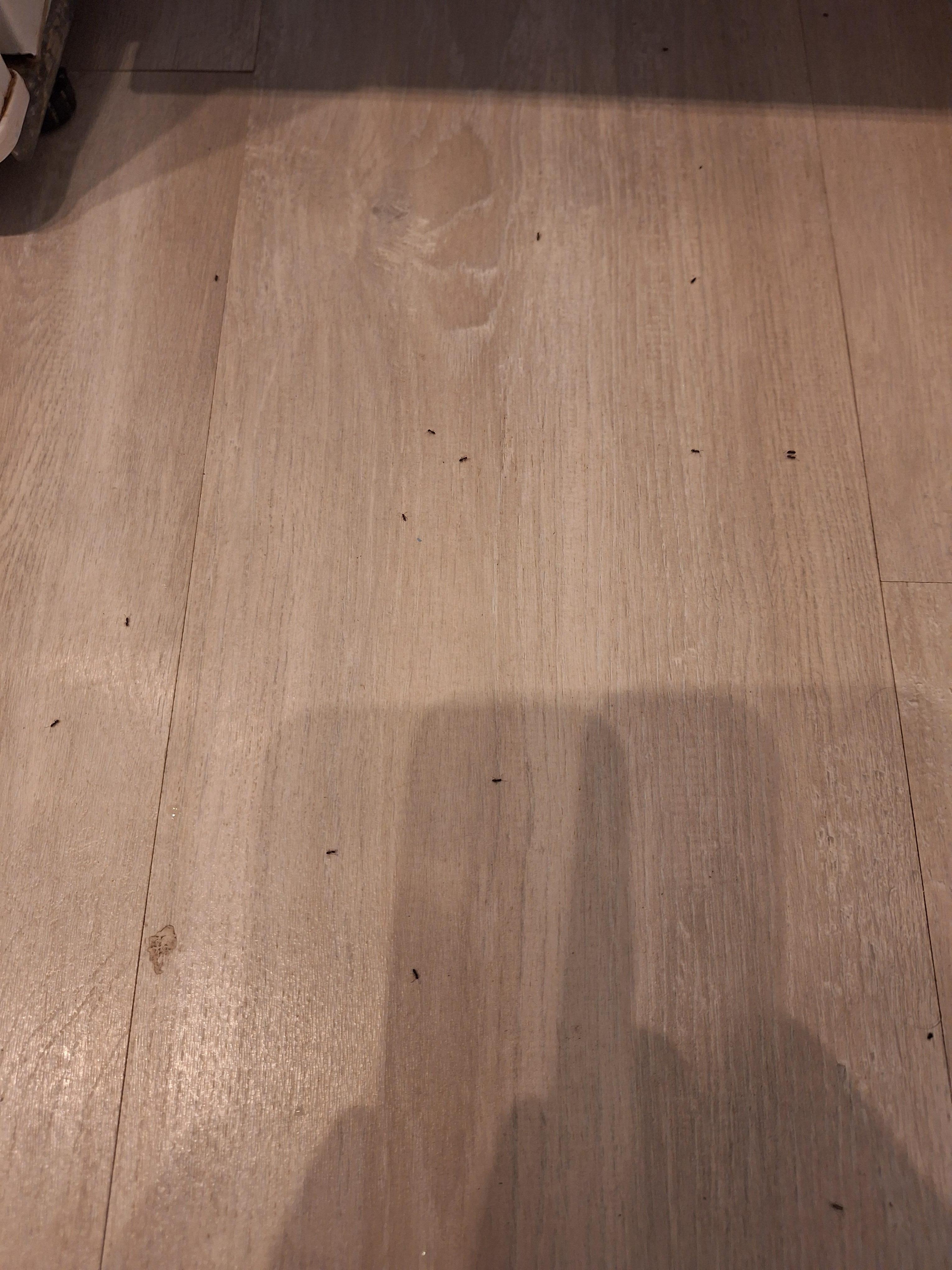 Ants in the kitchen