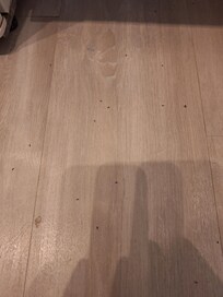 Ants in the kitchen