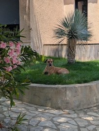 hundefreundlich, komplett eingezäunt