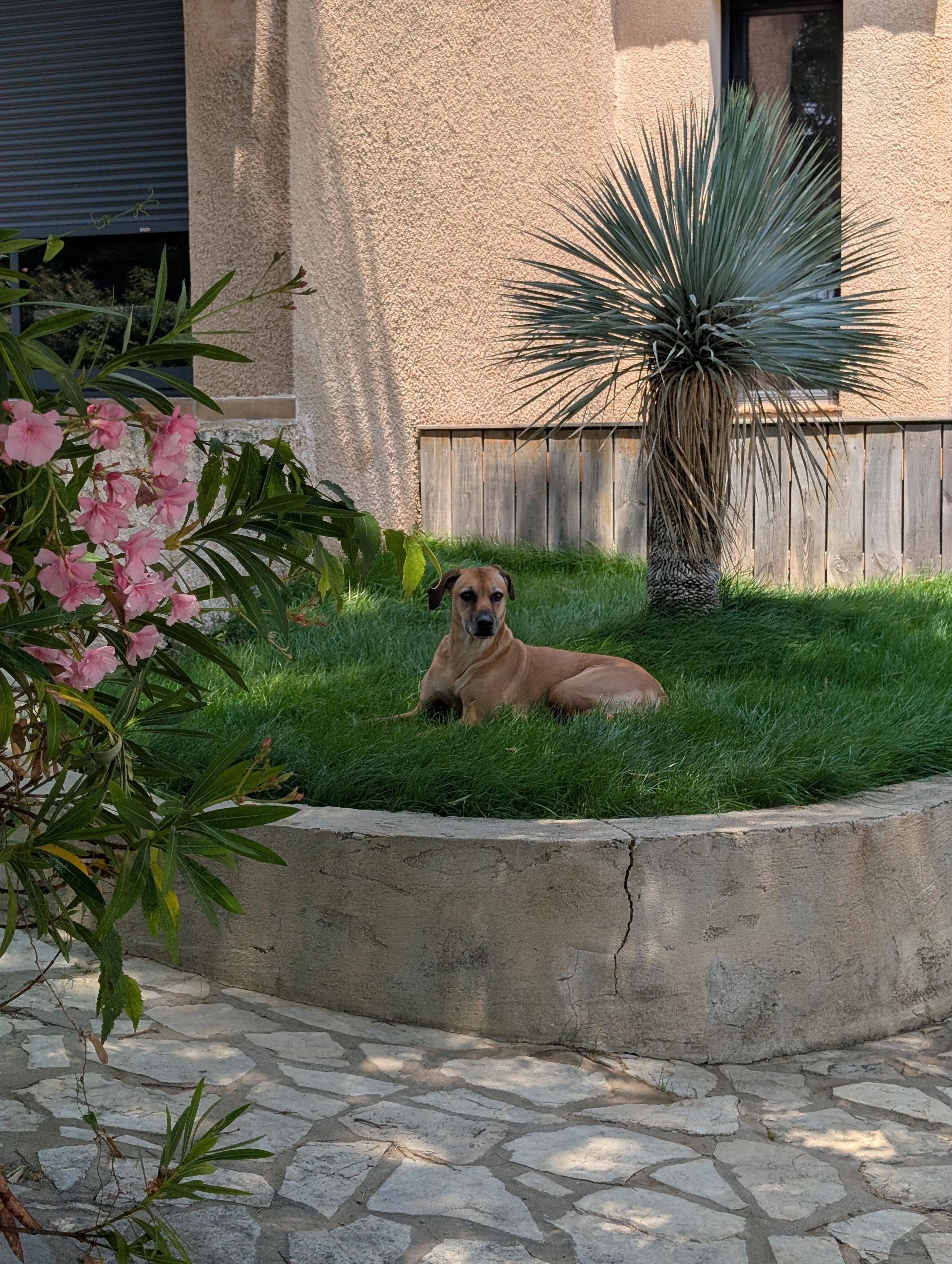 hundefreundlich, komplett eingezäunt 