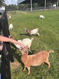the goats were so cute!