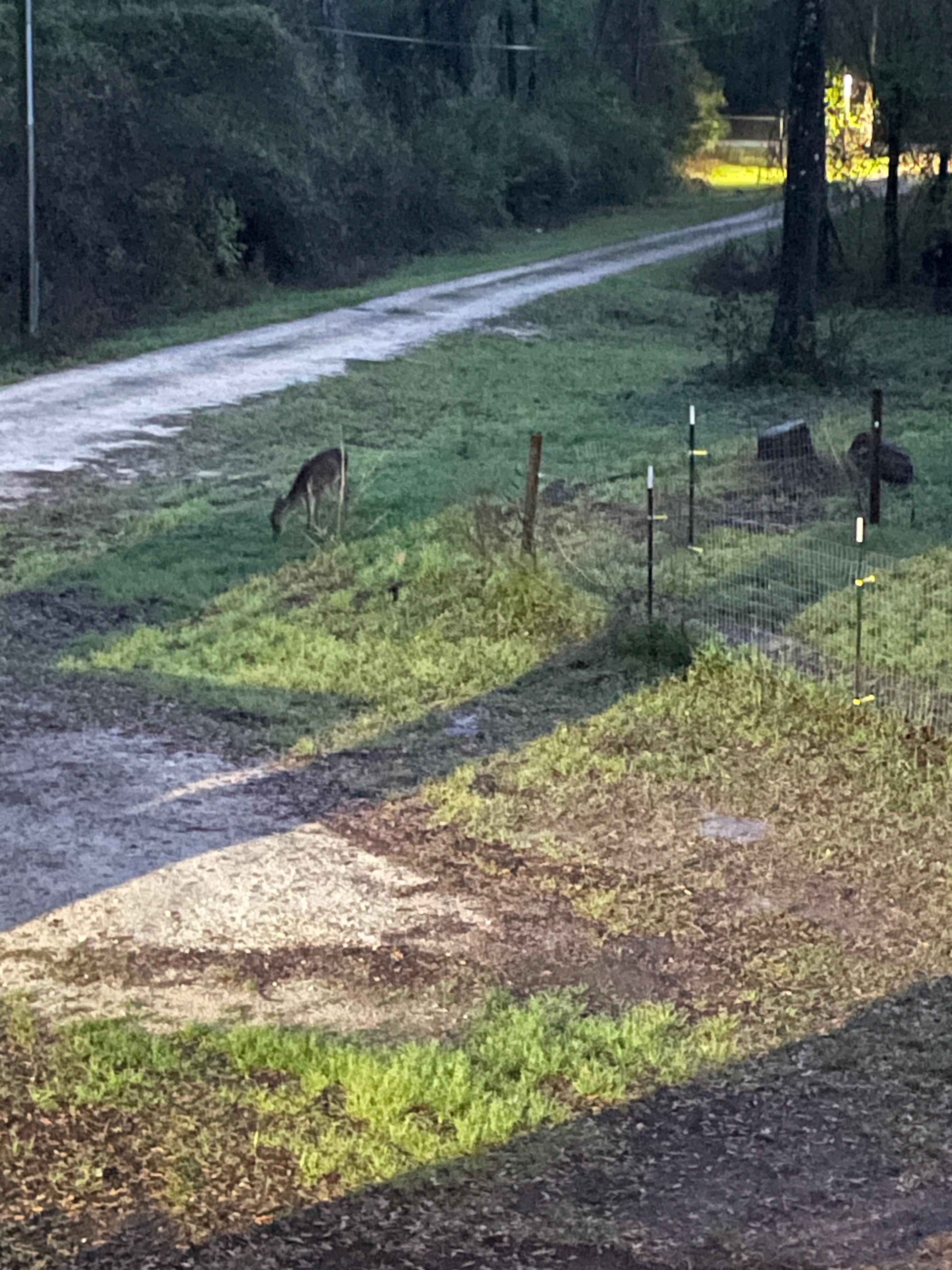 We spotted a deer early one morning. 