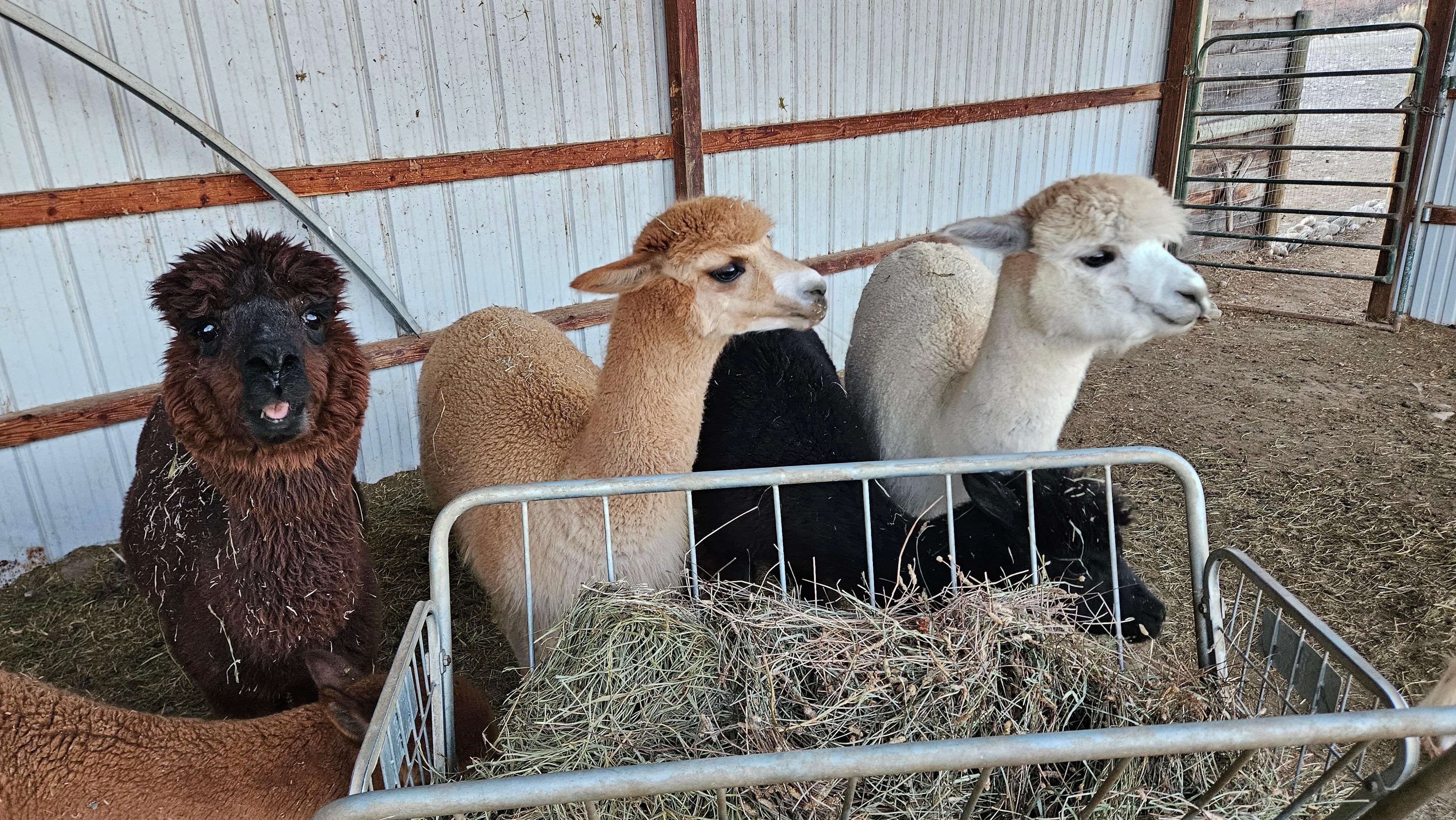 Very cute and unique animals.