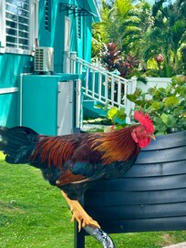 Our favorite visiting rooster “Carlos”. He was so sweet and loved snacks.