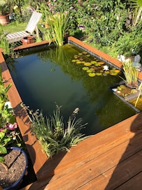 Le bassin aux poissons rouges et aux grenouilles