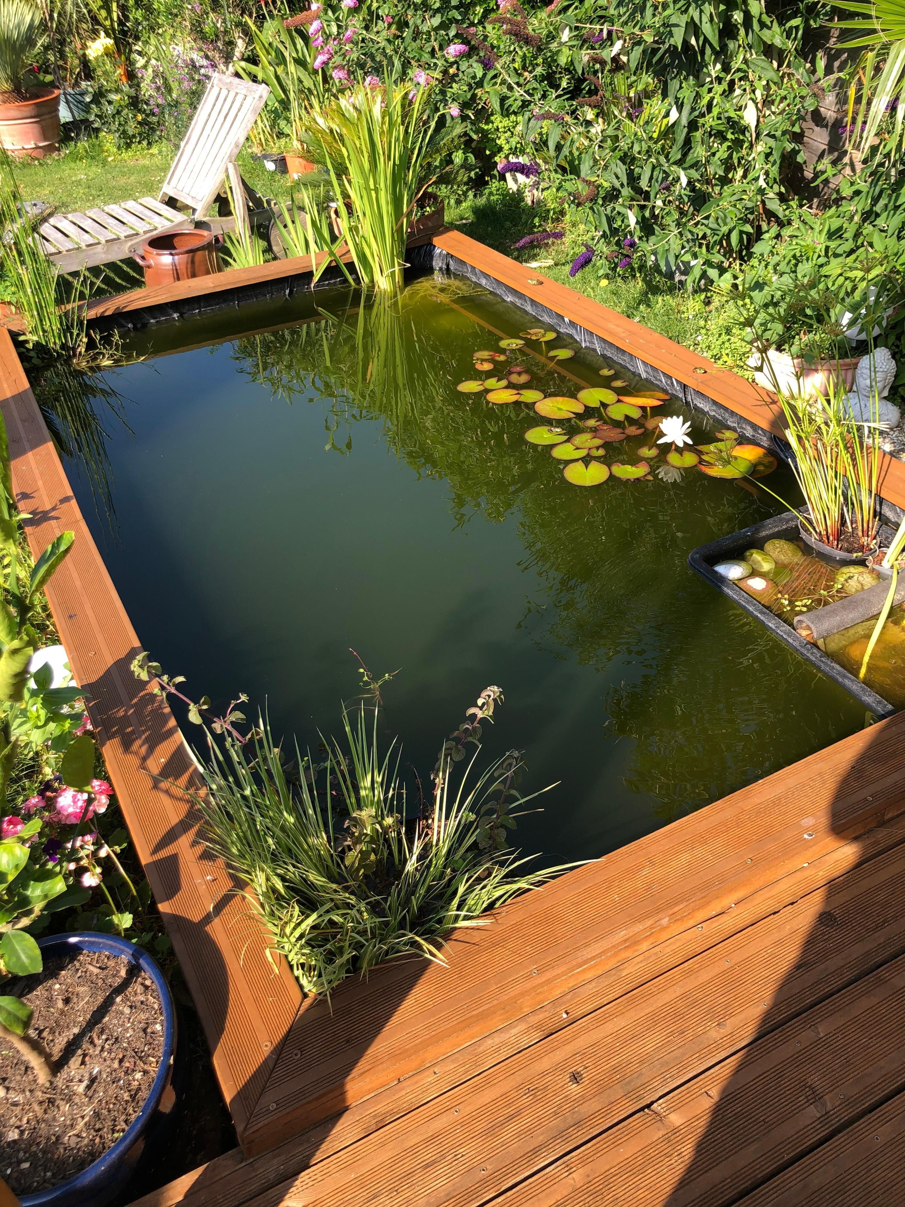 Le bassin aux poissons rouges et aux grenouilles 