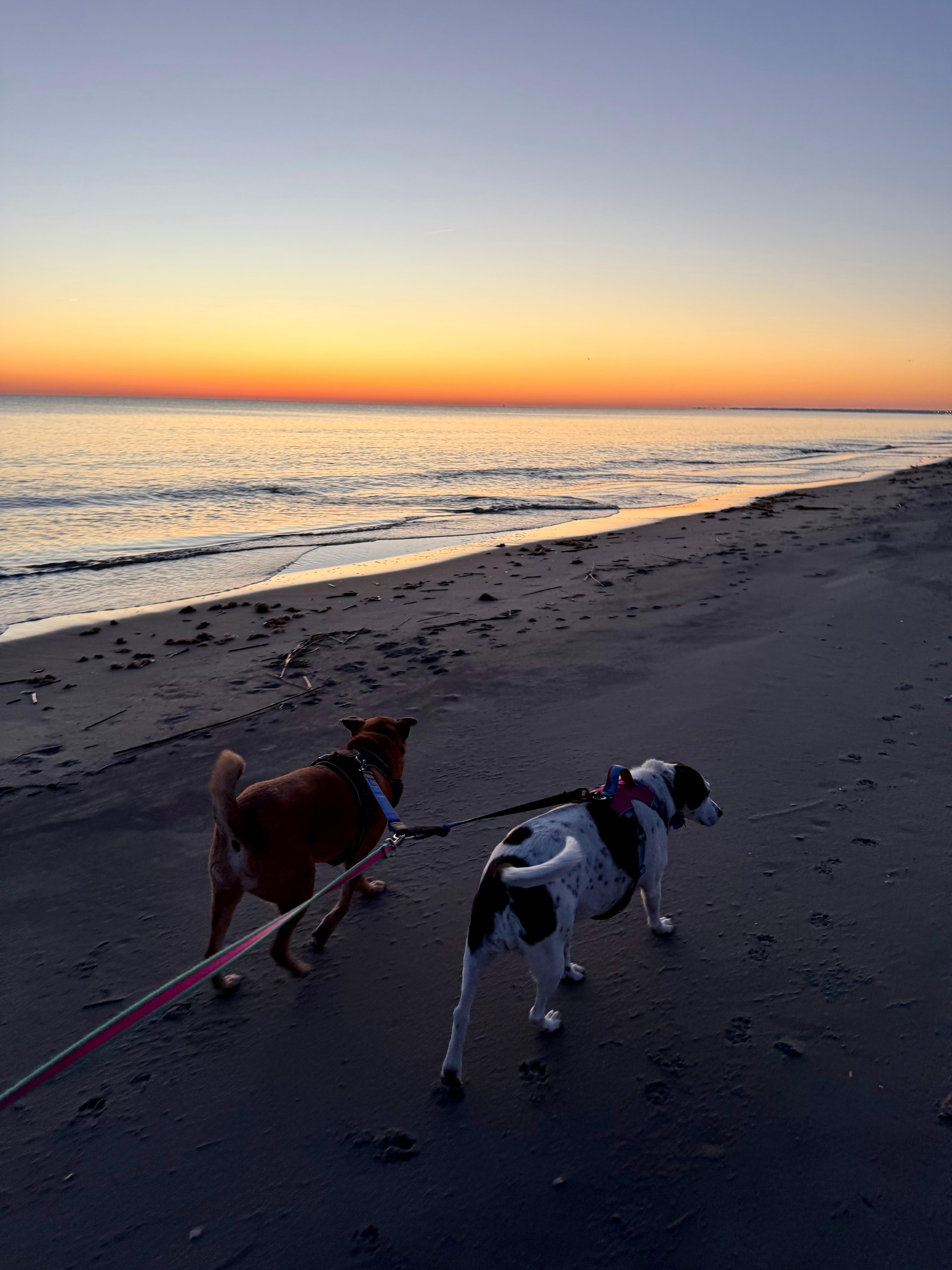 Pups enjoyed their morning strolls. 