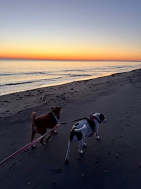 Pups enjoyed their morning strolls.