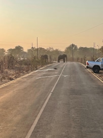 Elephants are an occupational hazard when you’re trying to leave the hotel… there are so many that they do occasionally get in the way!