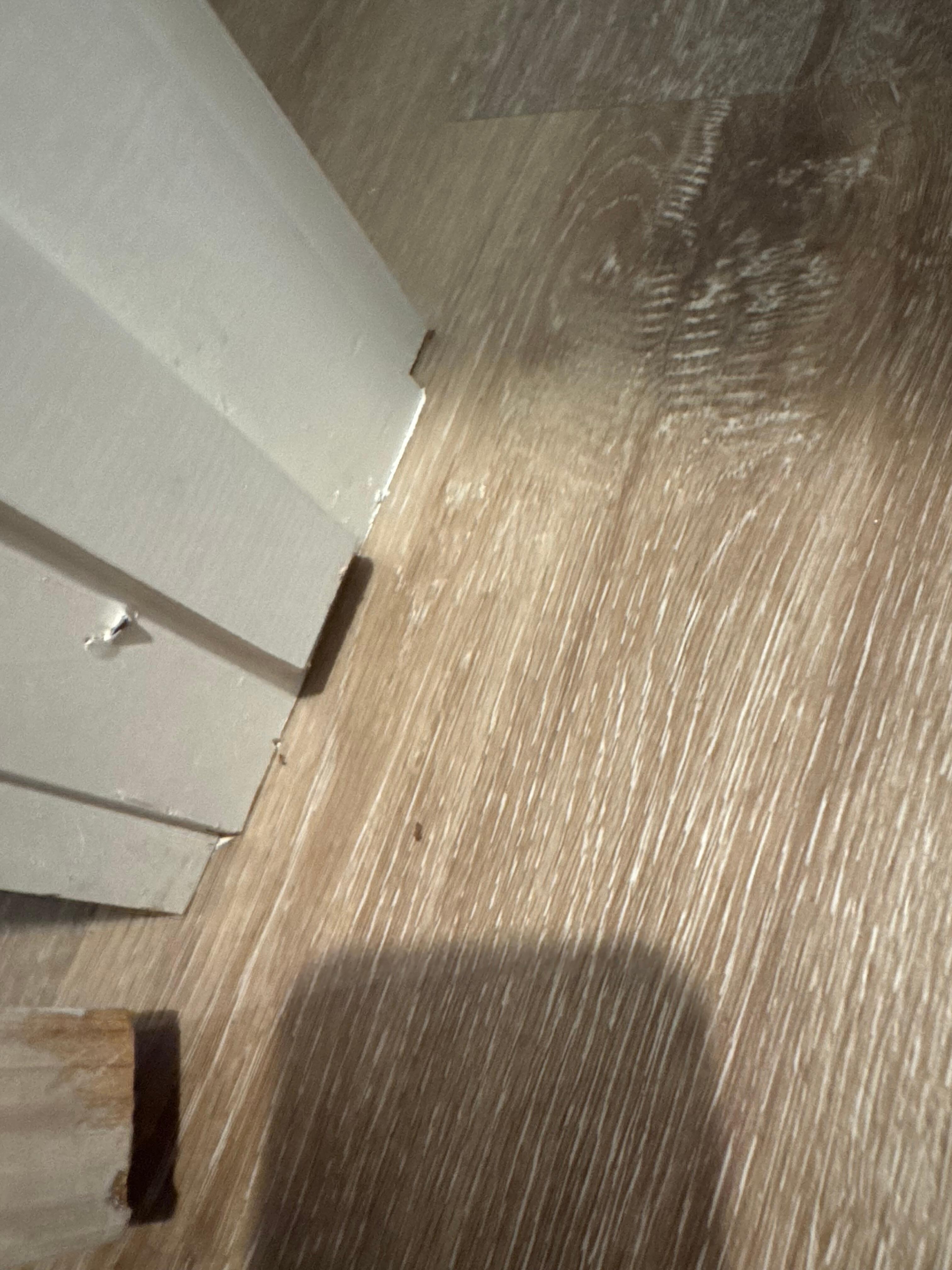 Ants on floor