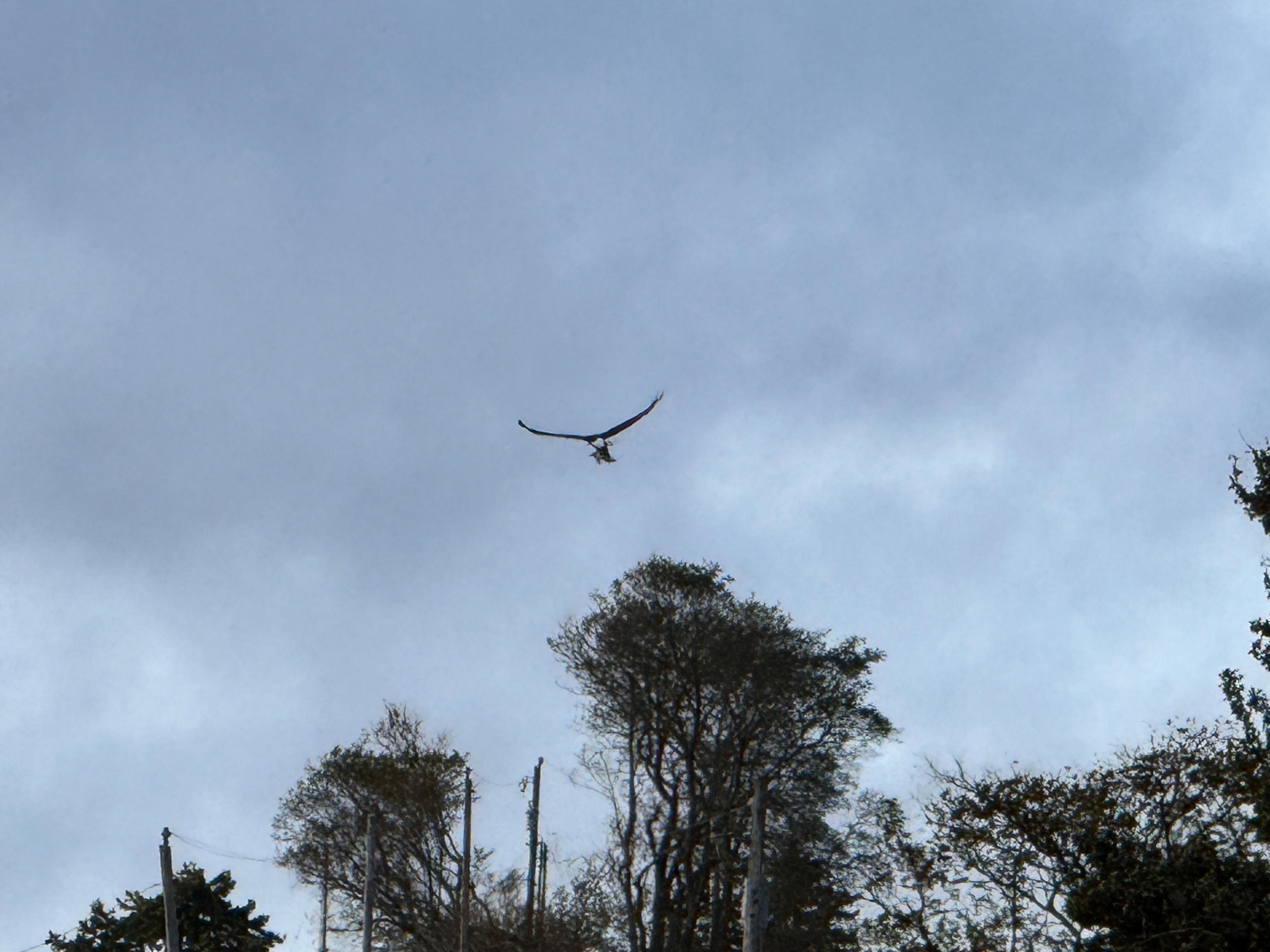 Bald eagle with fresh catch of the day.