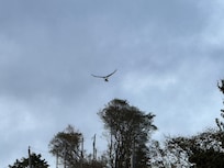 Bald eagle with fresh catch of the day.