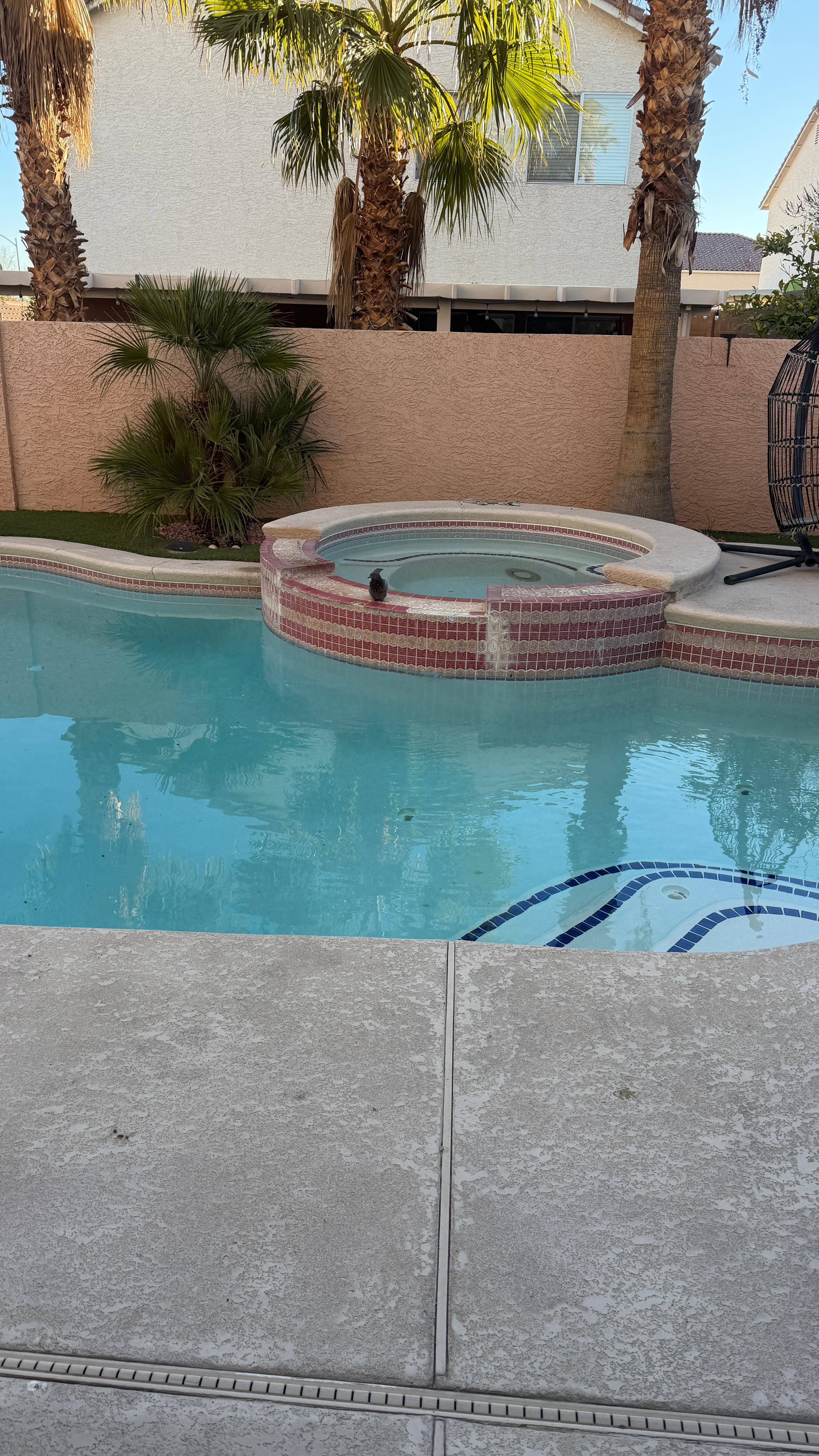 Pool with pigeon taking shower