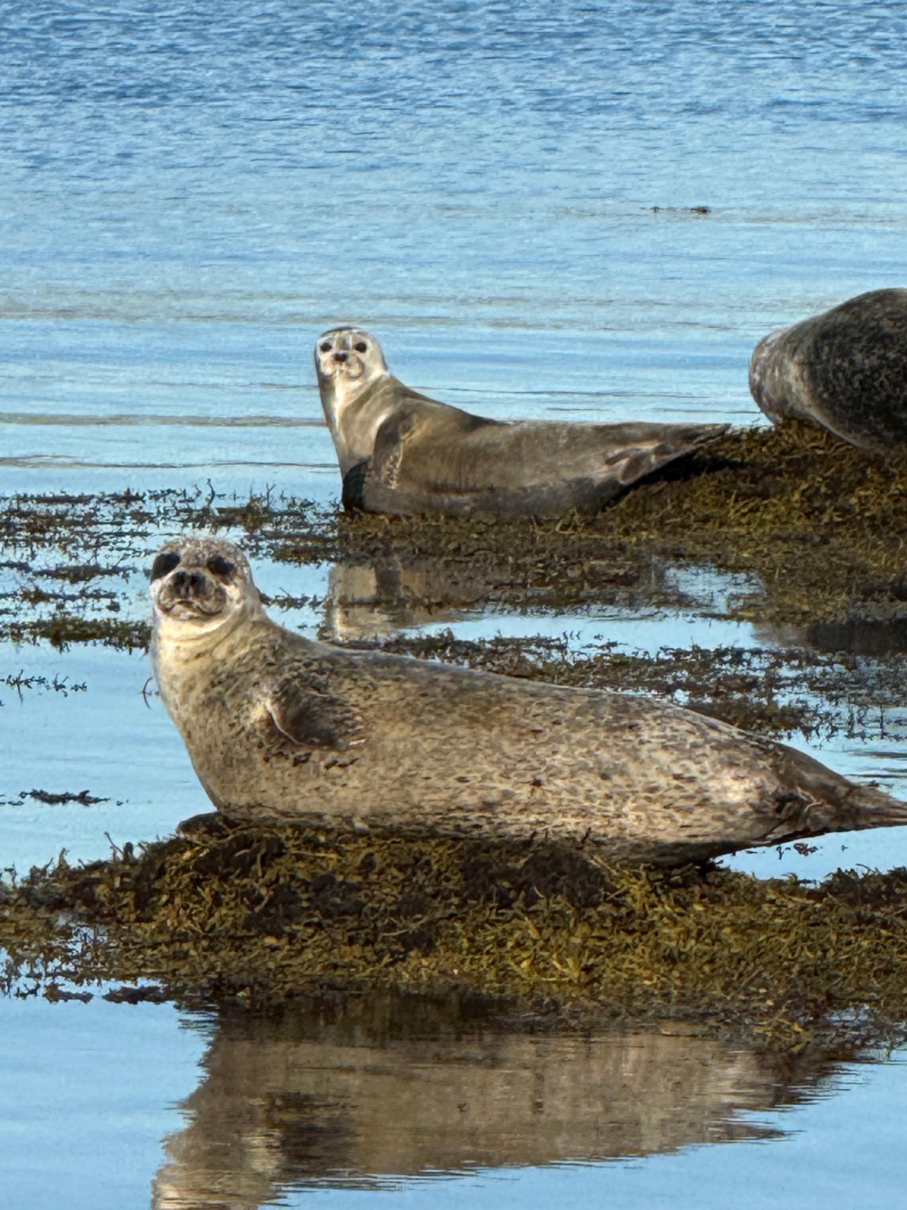 Seals in front of the house