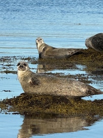 Seals in front of the house