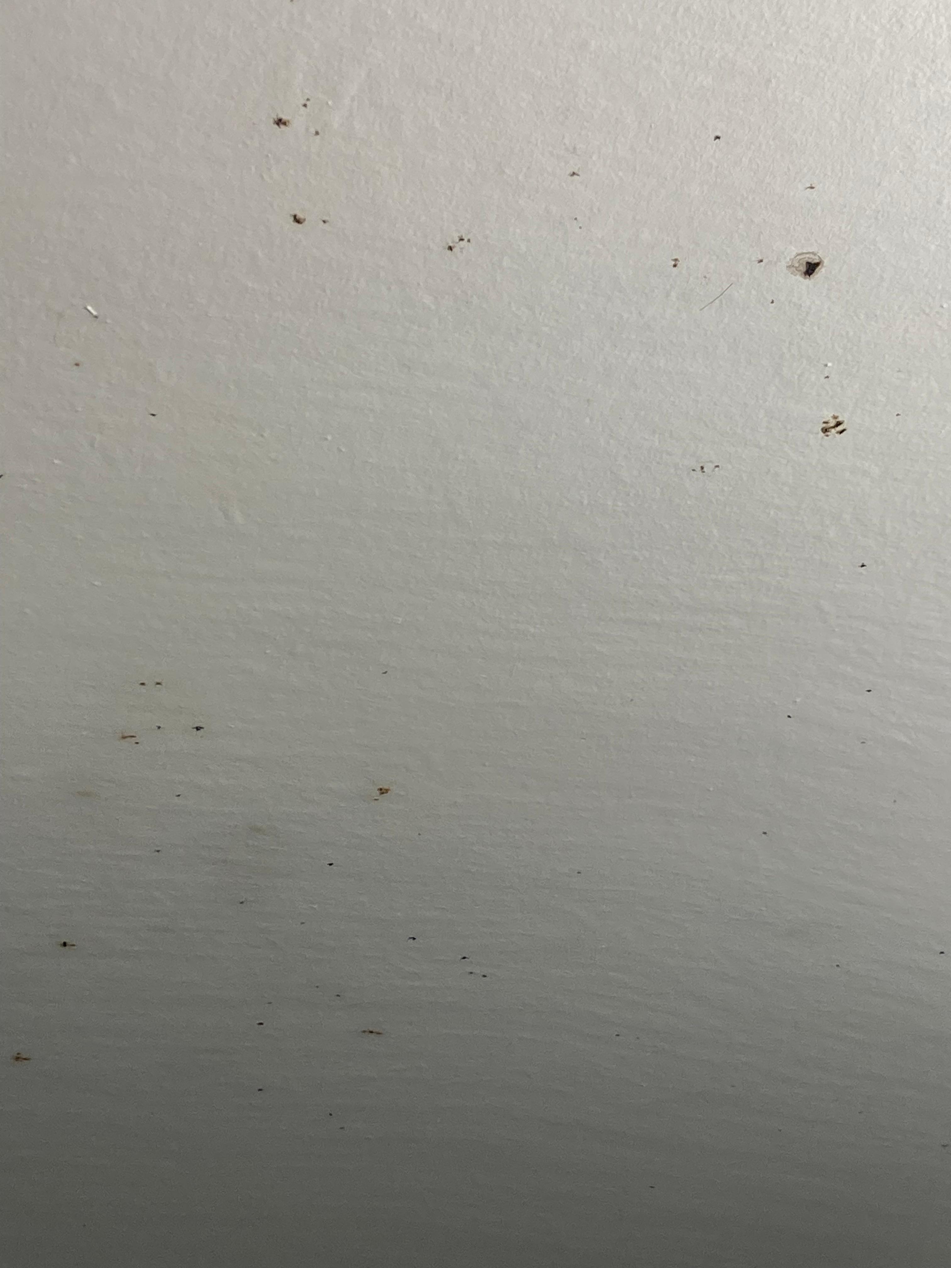 Dead insects all over the ceiling 