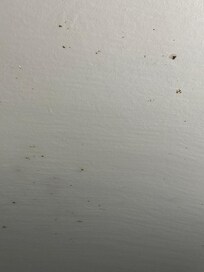 Dead insects all over the ceiling