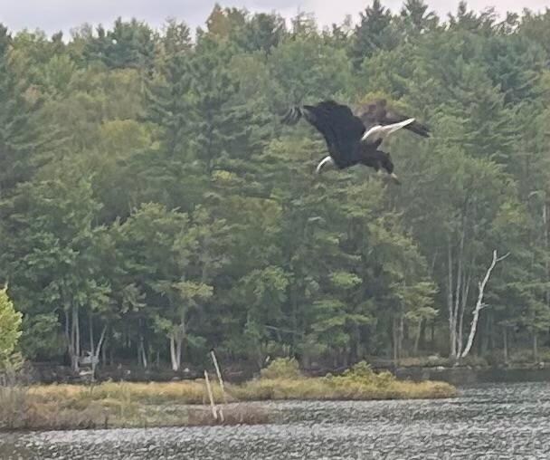 Eagle that landed behind the cabin