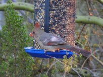 Northern Cardinal