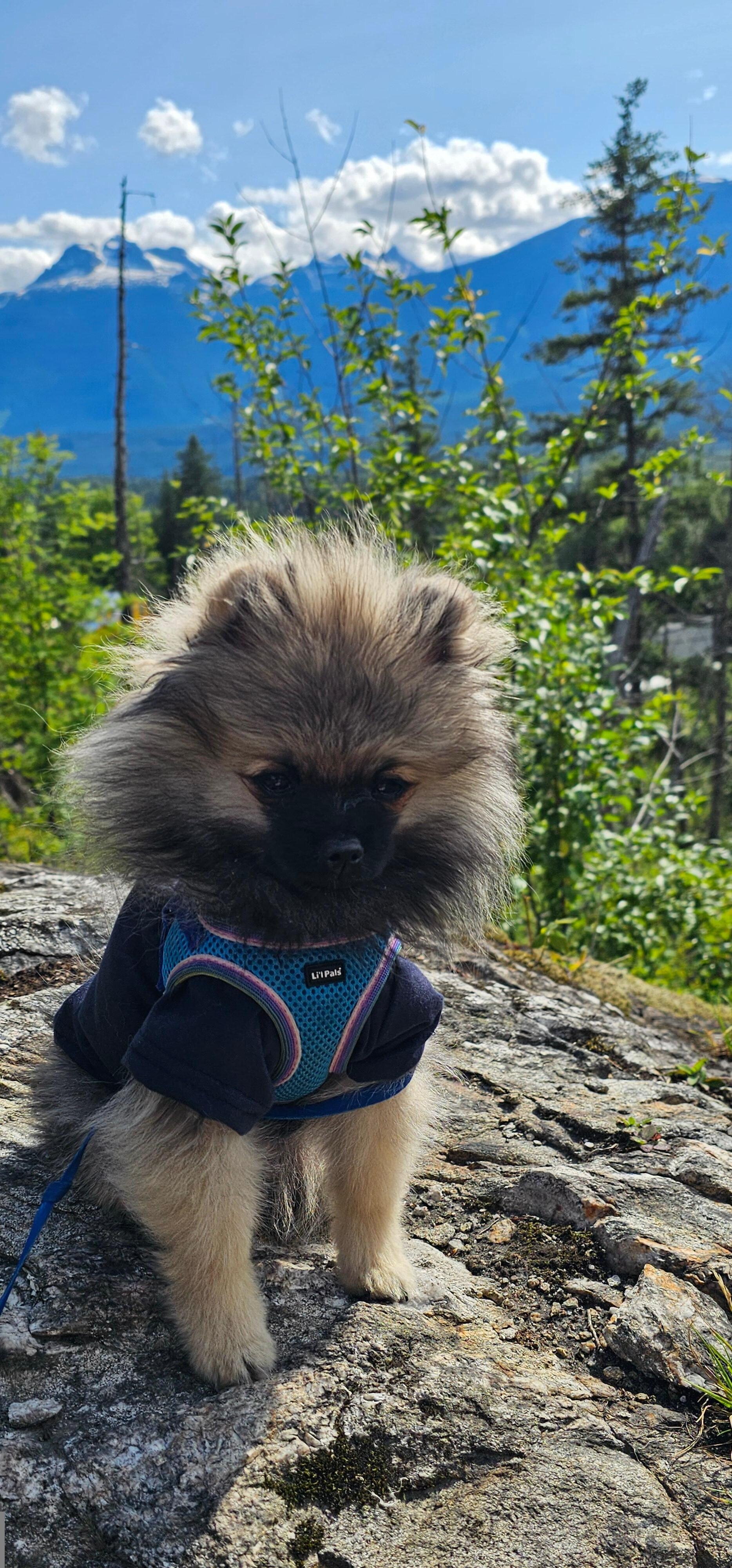My lil' companion