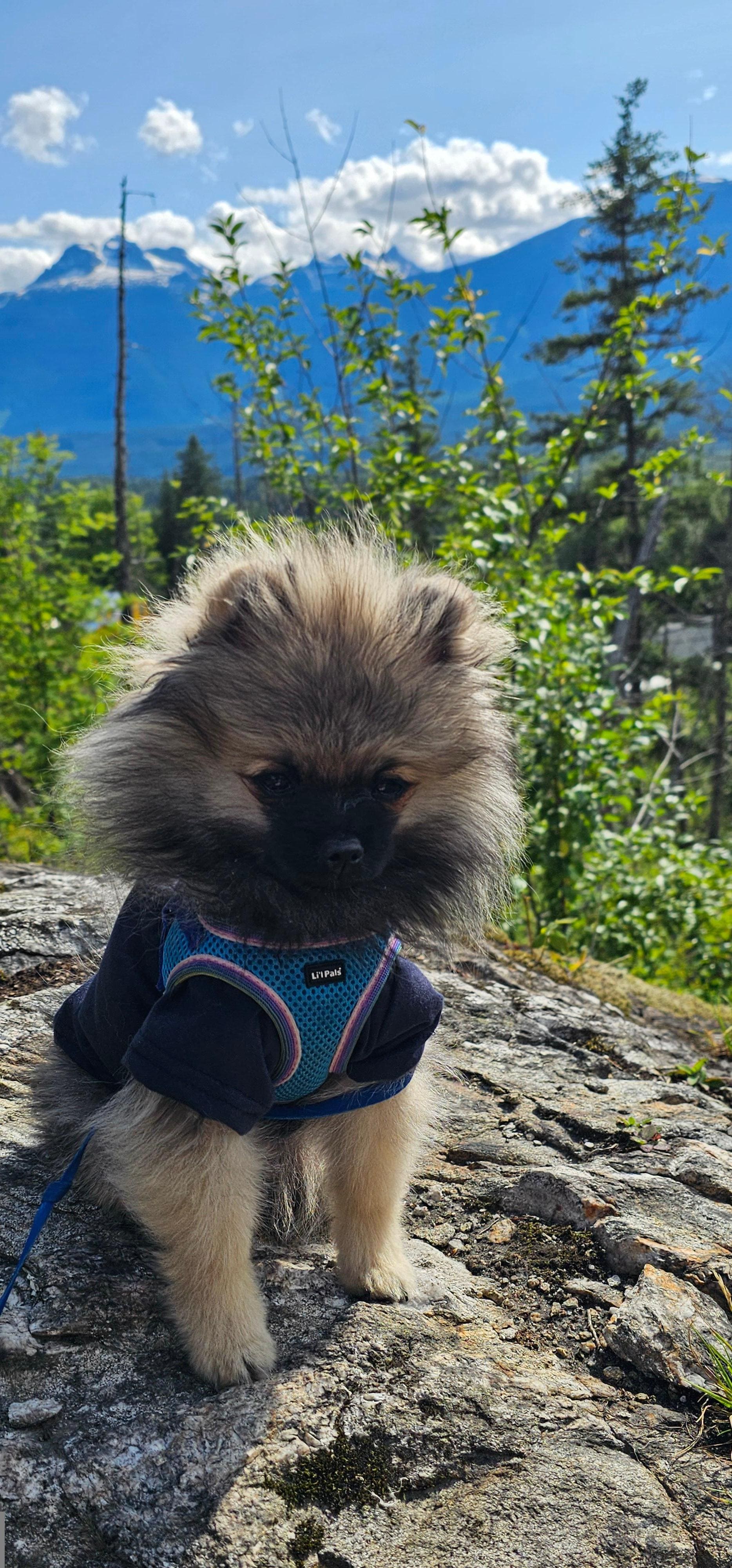 My lil' companion