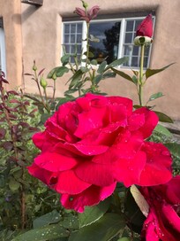Roses in the front garden.