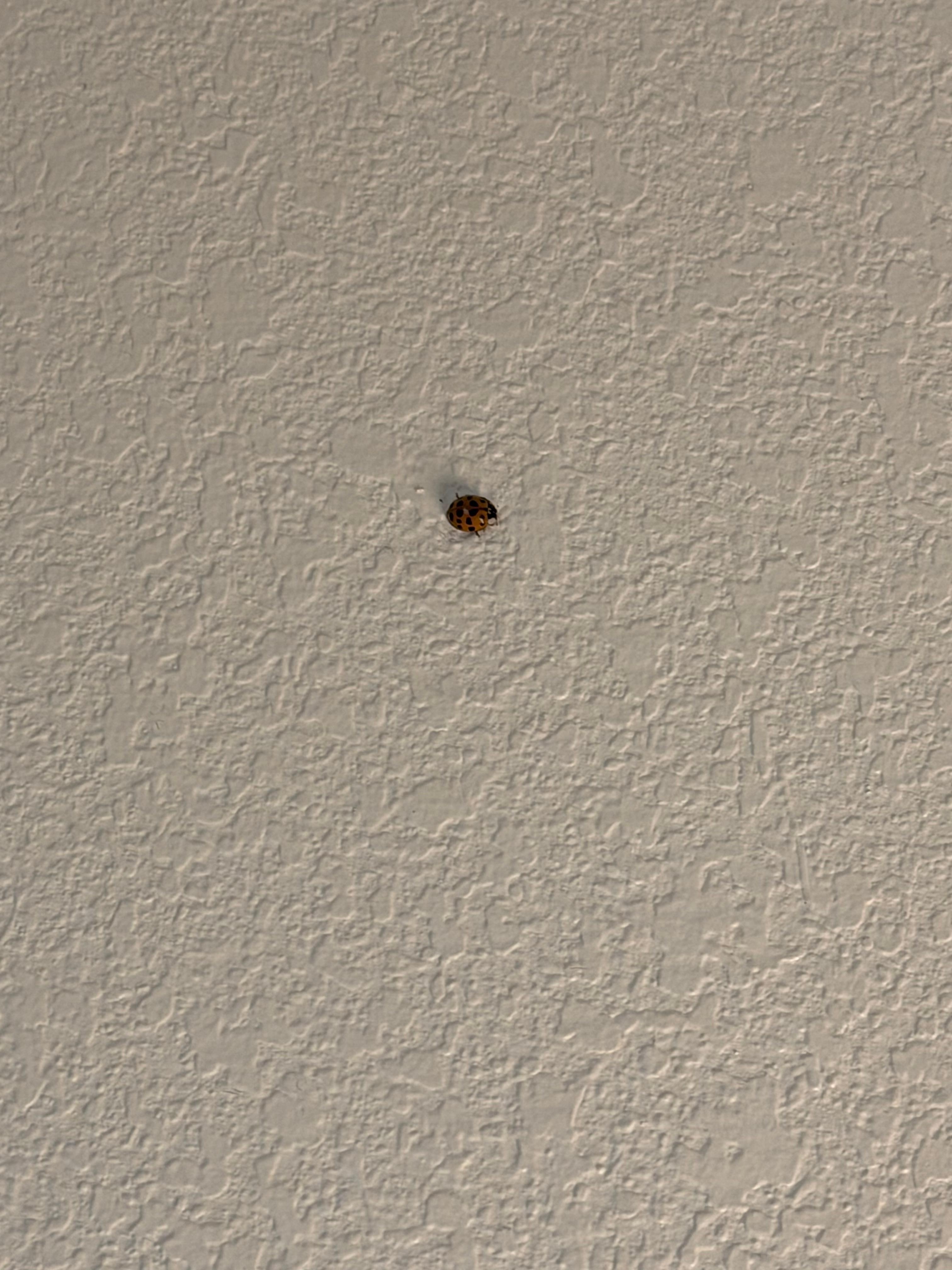 Lady bug in room